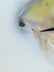 Simocephalus mixtus