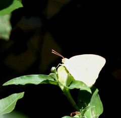 Abaeis mexicana