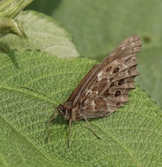 Pseudomaniola gerlinda