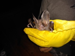 Chrotopterus auritus