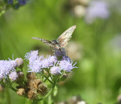 Chiomara georgina