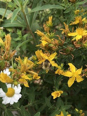 Bombus