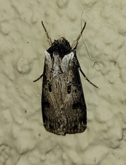 Agrotis malefida