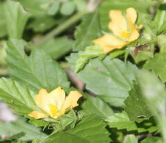 Malvastrum coromandelianum