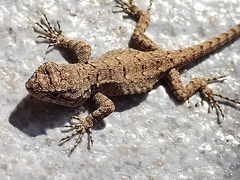 Sceloporus grammicus