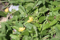 Malvastrum coromandelianum