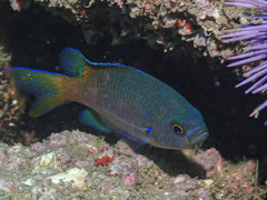 Chromis punctipinnis