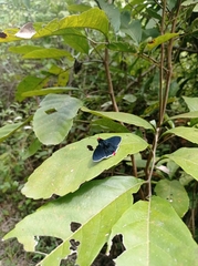 Pyrrhopyge