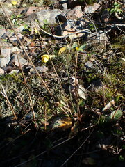 Hieracium lachenalii