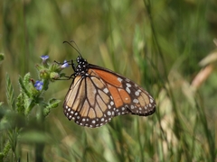 Danaus erippus