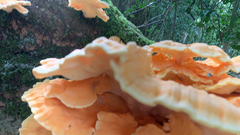 Laetiporus cincinnatus