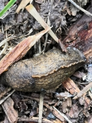 Tandonia sowerbyi