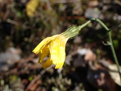 Hieracium lachenalii