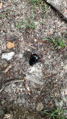 Anoplotrupes stercorosus