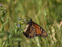Danaus erippus