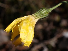 Hieracium lachenalii