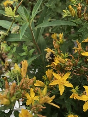 Bombus