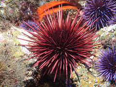 Mesocentrotus franciscanus