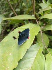 Pyrrhopyge
