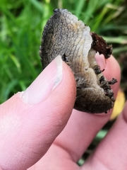 Tandonia sowerbyi