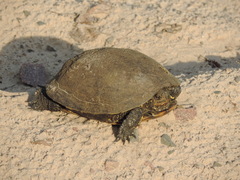 Emys orbicularis