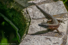 Algyroides nigropunctatus