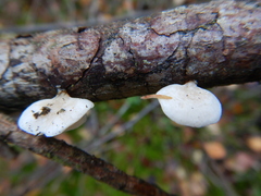 Panellus mitis