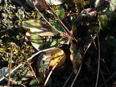 Hieracium lachenalii