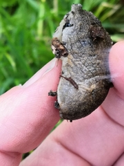 Tandonia sowerbyi