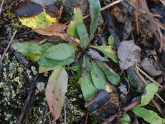 Hieracium lachenalii