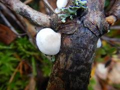Panellus mitis
