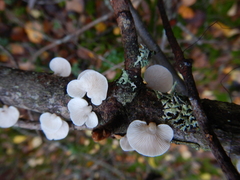 Panellus mitis