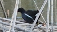 Gallinula chloropus