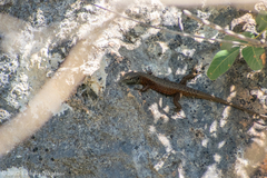Algyroides nigropunctatus