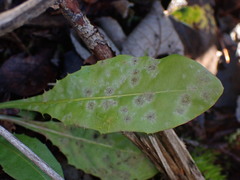 Golovinomyces cichoracearum