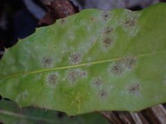 Golovinomyces cichoracearum
