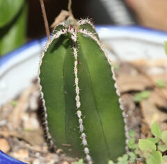 Lophocereus marginatus