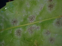 Golovinomyces cichoracearum