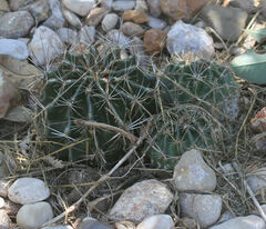 Hamatocactus setispinus