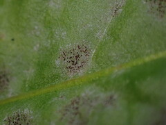 Golovinomyces cichoracearum