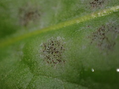 Golovinomyces cichoracearum