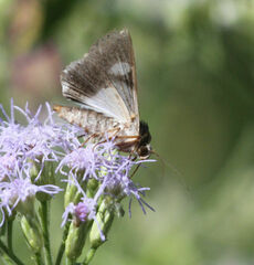 Melipotis fasciolaris