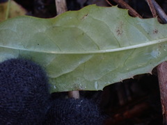 Golovinomyces cichoracearum