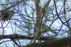 Phylloscopus collybita