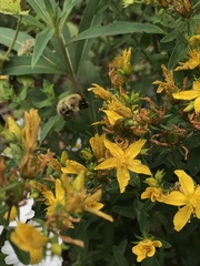 Bombus