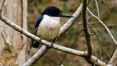 Todiramphus macleayii