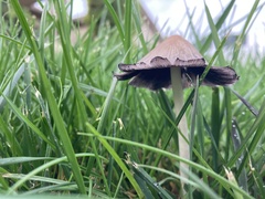 Fungi