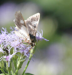 Melipotis famelica