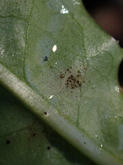 Golovinomyces cichoracearum