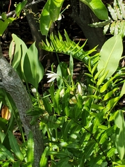 Crinum americanum